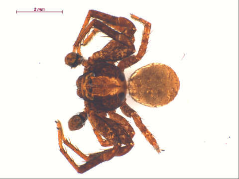 Image of Xysticus montanensis Keyserling 1887