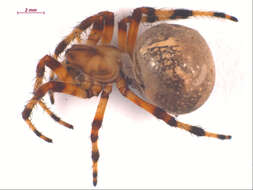 Image of Angulate & Roundshouldered Orbweaver