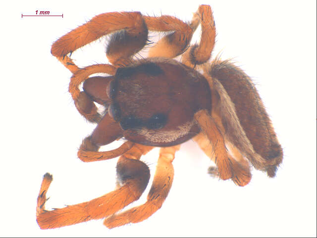 Image of Bronze Jumper