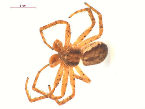 Image of Philodromus dispar Walckenaer 1826