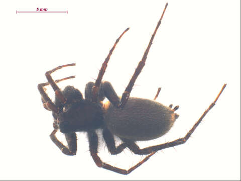 Image of Pardosa lowriei Kronestedt 1975