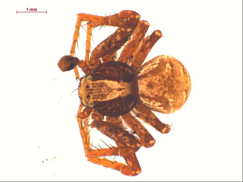 Image of Xysticus pretiosus Gertsch 1934