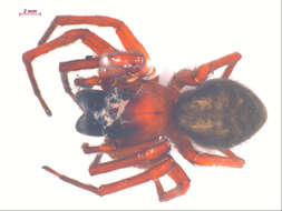 Image of Callobius severus (Simon 1884)