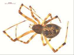 صورة Parasteatoda