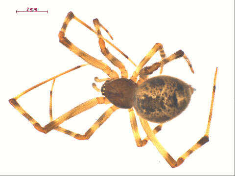 صورة Parasteatoda