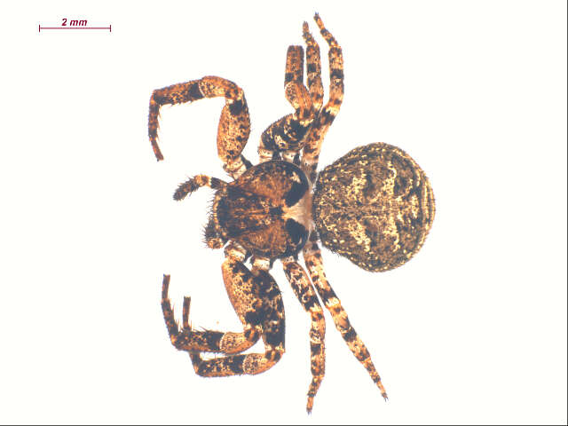 Image of Bassaniana utahensis (Gertsch 1932)