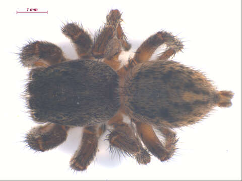 Image of Habronattus americanus (Keyserling 1885)