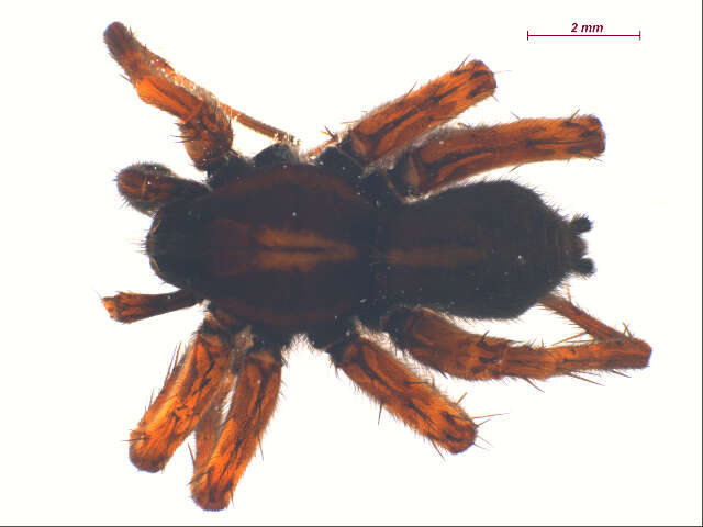 Image of Pardosa metlakatla Emerton 1917