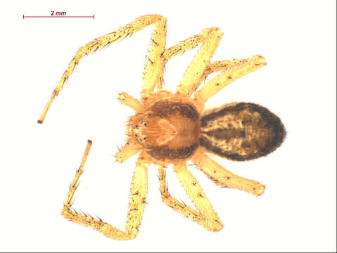 Image of Philodromus dispar Walckenaer 1826