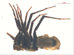 Image of Pardosa vancouveri Emerton 1917