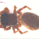 Image of Dendryphantes czekanowskii Prószyński 1979