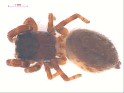 Image of Dendryphantes czekanowskii Prószyński 1979