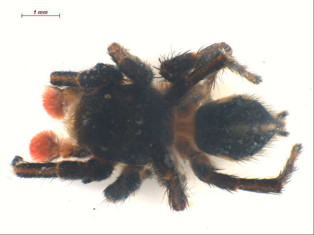 Image of Habronattus americanus (Keyserling 1885)