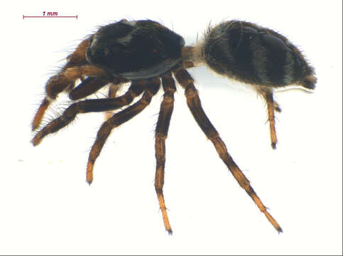 Image of Zebra spider