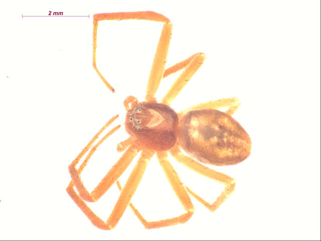 Image of Philodromus rufus vibrans Dondale 1964