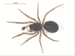 Image of Erigonoploides