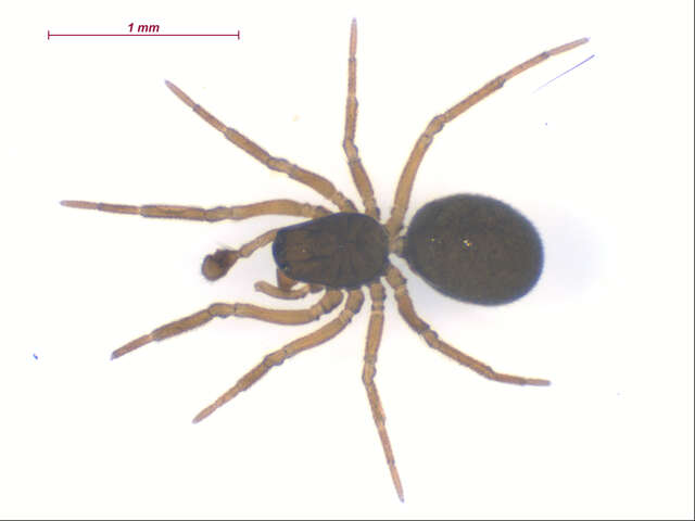 Image of Erigonoploides