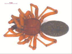 Image of Zornella armata (Banks 1906)