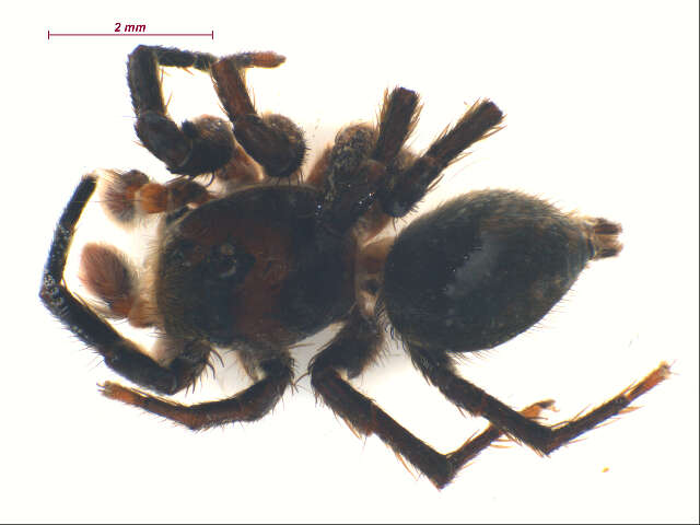 Image of Habronattus americanus (Keyserling 1885)