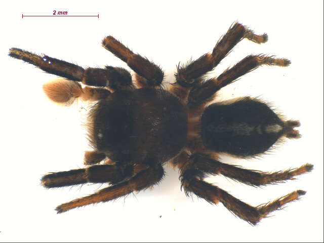 Image of Habronattus americanus (Keyserling 1885)