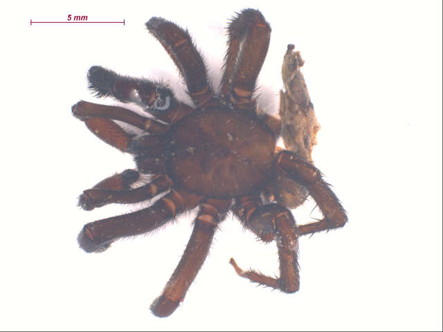 Image of Foldingdoor Spider