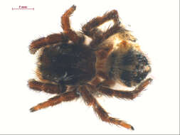 Image of paradise spiders