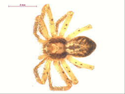 صورة Philodromus dispar Walckenaer 1826