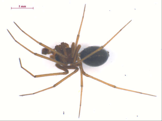 Image of Agyneta flibuscrocus Dupérré 2013