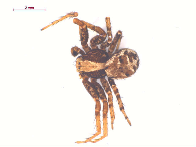 Image of Xysticus pretiosus Gertsch 1934