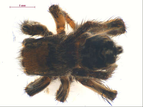 Image of Habronattus ophrys Griswold 1987