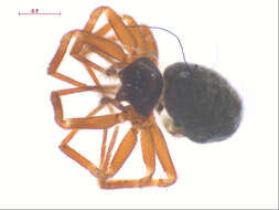 Image of Sisicottus panopeus Miller 1999