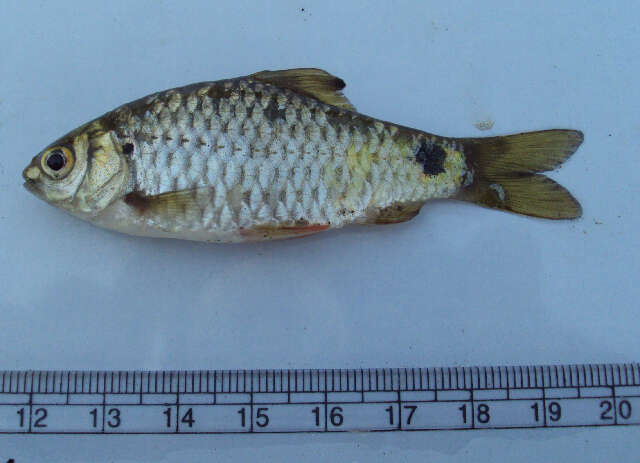 Image of Onespot Barb