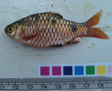 Image of Chola Barb