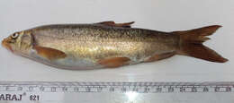 Image of Dinnawah snowtrout