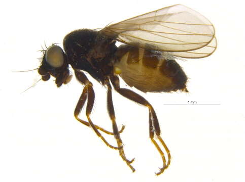 Image of freeloader flies