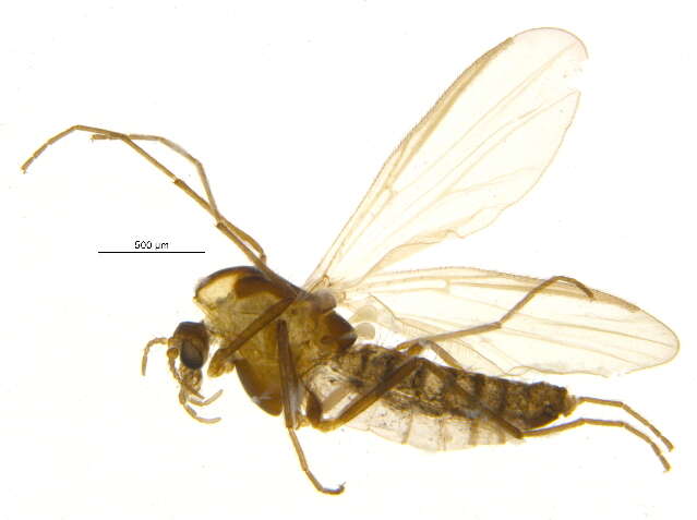 Image of Eukiefferiella claripennis (Lundbeck 1898)