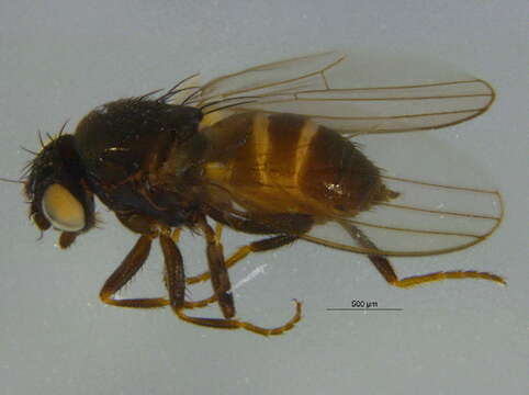 Image of freeloader flies