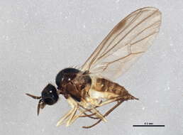 Image of Anthepiscopus