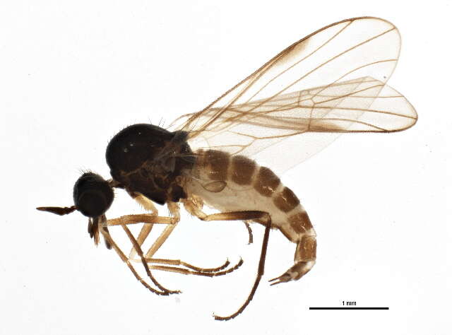 Image of Anthepiscopus
