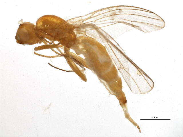 Image of rust flies