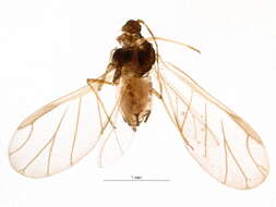 Image of Aphis (Aphis) forbesi Weed 1889