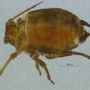 Image of Muscaphis utahensis (Smith, C. F. & Knowlton 1966)