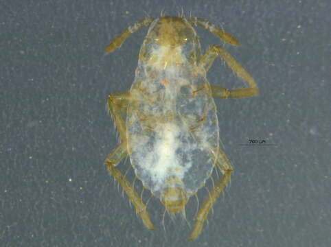 Image of Elm Sack Gall Aphid