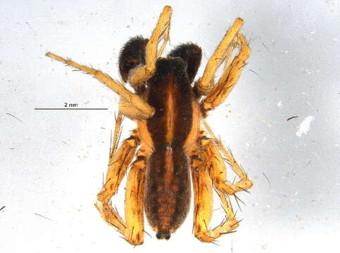 Image of Pardosa hyperborea (Thorell 1872)