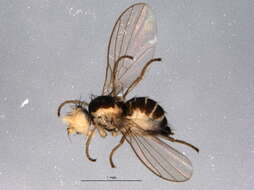 Image of Liriomyza fricki Spencer 1965