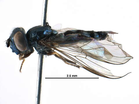 Image of Platycheirus thylax Hull 1944