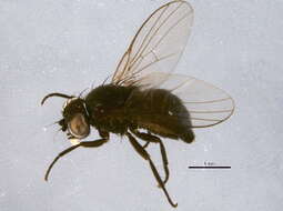 Image of Ophiomyia