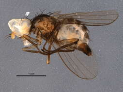 Image of Liriomyza