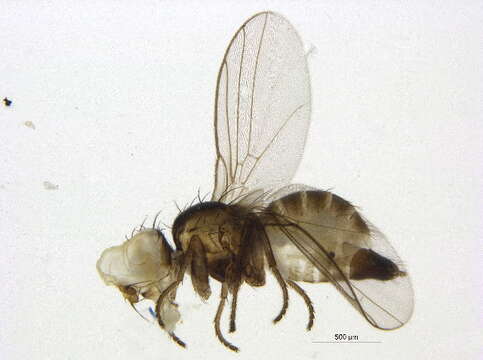 Image of Liriomyza fricki Spencer 1965