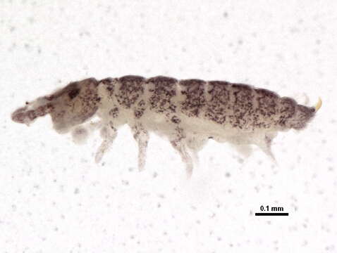 Image of Ceratophysella denticulata (Bagnall 1941)